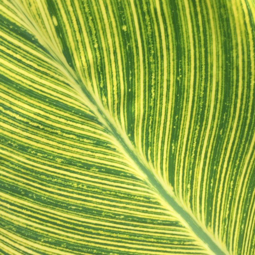 Green Leaf